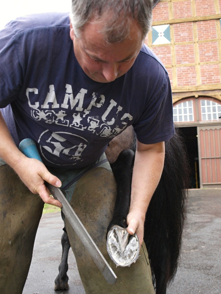 Rund 200 Kilo Shetlandpony verteilen sich auf vier zierliche Hufe. Dafür, dass die auch immer gut in Form sind, sorgt Hufbeschlagschmied Markus Twickler. Foto: Ulrike Havermeyer