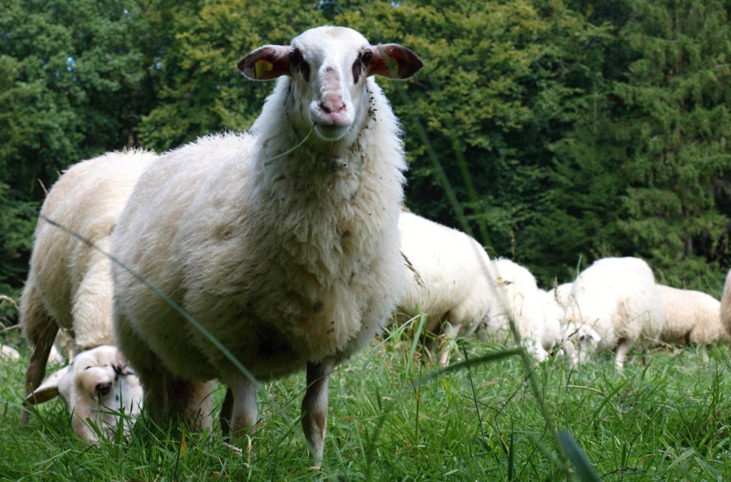 Naschhaft, robust und manchmal auch ziemlich eigenwillig: Außer während der Lammzeit, die von Mitte Februar bis Ende März dauert, ziehen die Bentheimer Landschafe das ganze Jahr über mit ihrem Chef, Schäfermeister Jürgen Schienke, durchs Tecklenburger Land.