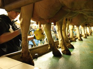 Wettkampfkuh Nummer 49 hört auf den Namen Edeltime und lässt sich von Johannes Gebken aus Sondermühlen bei Melle bereitwillig ihre Milch abnehmen. Foto: Ulrike Havermeyer