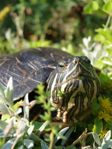 Gemächlich spaziert die Schildkröte durch den Garten.