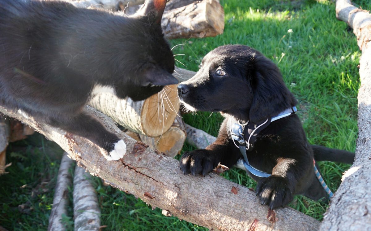 Mit Flauschfell und FlokatiÖhrchen Ungekürzt